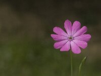 Silene colorata 7, Saxifraga-Jan van der Straaten