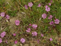 Silene colorata 8, Saxifraga-Jan van der Straaten