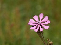 Silene colorata 9, Saxifraga-Jan van der Straaten