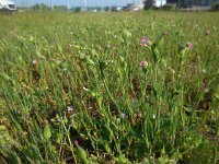 Silene conica 19, Kegelsilene, Saxifraga-Ed Stikvoort