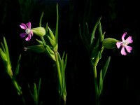 Silene conica 20, Kegelsilene, Saxifraga-Ed Stikvoort