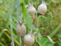 Silene conica 25, Kegelsilene, Saxifraga-Rutger Barendse