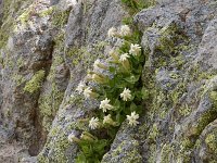 Silene cordifolia 1, Saxifraga-Harry Jans