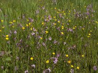 Silene flos-cuculi 11, Echte koekoeksbloem, Saxifraga-Jan van der Straaten
