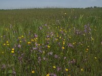 Silene flos-cuculi 12, Echte koekoeksbloem, Saxifraga-Jan van der Straaten