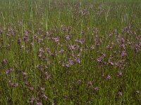 Silene flos-cuculi 13, Echte koekoeksbloem, Saxifraga-Jan van der Straaten
