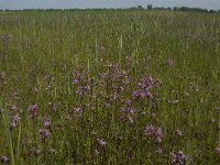 Silene flos-cuculi 14, Echte koekoeksbloem, Saxifraga-Jan van der Straaten