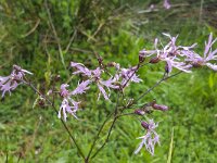 Flowers of  Ragged Robin (Silene flos-cuculi, syn: Lychnis flos-cuculi); closeup  Flowers of  Ragged Robin (Silene flos-cuculi, syn: Lychnis flos-cuculi); closeup : ragged robin, Silene flos-cuculi, Lychnis flos-cuculi, flower, flowers, flora, floral, nature, , natural, , vascular, plant, , in flower, in bloom, red, flowering, blooming, outside, outdoor, no people, nobody, spring, springtime, season, closeup, close-up, macro