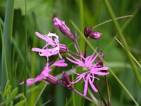 Silene flos-cuculi 16, Echte koekoeksbloem, Saxifraga-Bart Vastenhouw