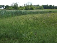 Silene flos-cuculi 17, Echte koekoeksbloem, Saxifraga-Hans Boll