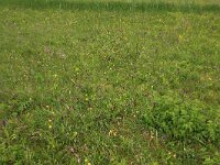 Silene flos-cuculi 18, Echte koekoeksbloem, Saxifraga-Hans Boll