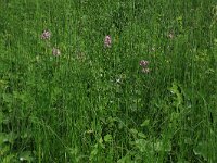 Silene flos-cuculi 19, Echte koekoeksbloem, Saxifraga-Hans Boll