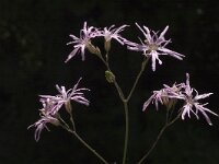 Silene flos-cuculi 2, Echte koekoeksbloem, Saxifraga-Marijke Verhagen