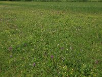 Silene flos-cuculi 21, Echte koekoeksbloem, Saxifraga-Hans Boll