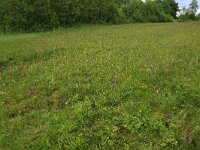 Silene flos-cuculi 23, Echte koekoeksbloem, Saxifraga-Hans Boll