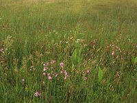 Silene flos-cuculi 24, Echte koekoeksbloem, Saxifraga-Hans Boll