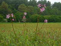 Silene flos-cuculi 25, Echte koekoeksbloem, Saxifraga-Ed Stikvoort