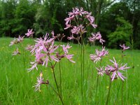Silene flos-cuculi 26, Echte koekoeksbloem, Saxifraga-Ed Stikvoort