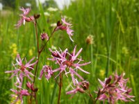 Silene flos-cuculi 27, Echte koekoeksbloem, Saxifraga-Ed Stikvoort