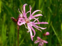 Silene flos-cuculi 28, Echte koekoeksbloem, Saxifraga-Ed Stikvoort