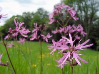 Silene flos-cuculi 29, Echte koekoeksbloem, Saxifraga-Ed Stikvoort