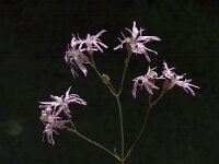 Silene flos-cuculi 3, Echte koekoeksbloem, Saxifraga-Marijke Verhagen