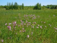 Silene flos-cuculi 30, Echte koekoeksbloem, Saxifraga-Ed Stikvoort