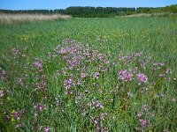 Silene flos-cuculi 31, Echte koekoeksbloem, Saxifraga-Ed Stikvoort