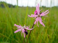 Silene flos-cuculi 32, Echte koekoeksbloem, Saxifraga-Ed Stikvoort