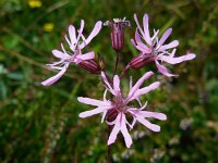 Silene flos-cuculi 33, Echte koekoeksbloem, Saxifraga-Ed Stikvoort