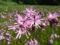 Silene flos-cuculi 34, Echte koekoeksbloem, Saxifraga-Rutger Barendse
