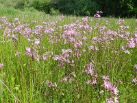 Silene flos-cuculi 35, Echte koekoeksbloem, Saxifraga-Rutger Barendse