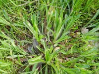 Silene flos-cuculi 36, Echte koekoeksbloem, Saxifraga-Rutger Barendse