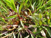 Silene flos-cuculi 37, Echte koekoeksbloem, Saxifraga-Rutger Barendse