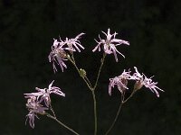 Silene flos-cuculi 4, Echte koekoeksbloem, Saxifraga-Marijke Verhagen