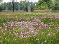 Silene flos-cuculi 41, Echte koekoeksbloem, Saxifraga-Ed Stikvoort