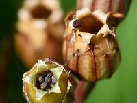 Silene flos-cuculi 42, Echte koekoeksbloem, Saxifraga-Sonja Bouwman