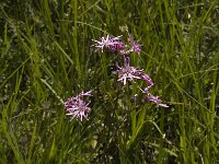 Silene flos-cuculi 5, Echte koekoeksbloem, Saxifraga-Jan van der Straaten