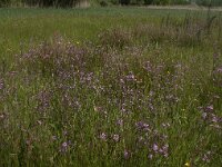 Silene flos-cuculi 7, Echte koekoeksbloem, Saxifraga-Jan van der Straaten