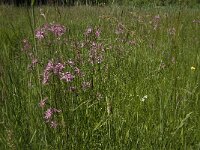 Silene flos-cuculi 8, Echte koekoeksbloem, Saxifraga-Jan van der Straaten