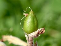 Silene gigantea ssp gigantea 2, Saxifraga-Sonja Bouwman  Silene gigantea ssp. gigantea - Caryophyllaceae familie