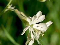 Silene gigantea ssp gigantea 3, Saxifraga-Sonja Bouwman  Silene gigantea ssp. gigantea - Caryophyllaceae familie