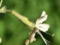 Silene gigantea ssp gigantea 5, Saxifraga-Sonja Bouwman  Silene gigantea ssp. gigantea - Caryophyllaceae familie