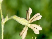 Silene gigantea ssp gigantea 6, Saxifraga-Sonja Bouwman  Silene gigantea ssp. gigantea - Caryophyllaceae familie