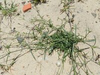 Silene portensis 2, Saxifraga-Rutger Barendse