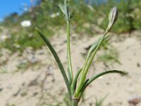 Silene portensis 3, Saxifraga-Rutger Barendse