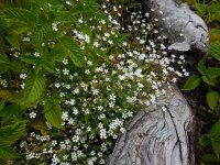 Silene rupestris 10, Saxifraga-Ed Stikvoort