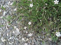 Silene rupestris 11, Saxifraga-Rutger Barendse