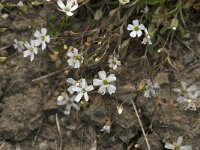 Silene rupestris 2, Saxifraga-Jan van der Straaten
