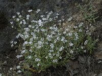 Silene rupestris 3, Saxifraga-Willem van Kruijsbergen